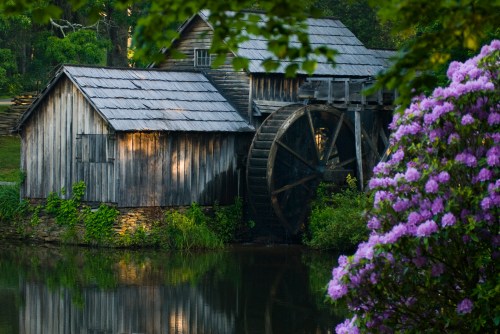 A rustic watermill with a large wheel beside a calm pond, framed by lush greenery and blooming purple flowers.