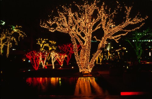 Colorful trees adorned with festive lights reflect in a calm water feature at night.
