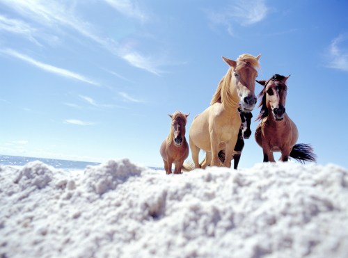 Three horses stand on a sandy beach, with a clear blue sky and ocean in the background.