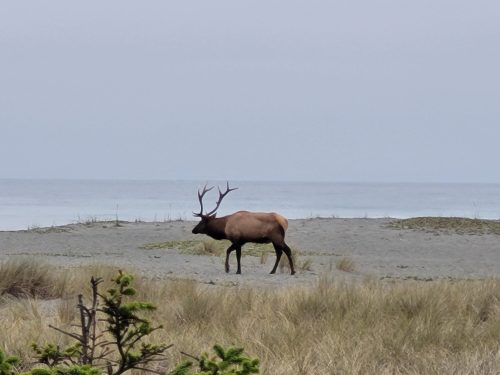 A lone elk with antlers walks along a sandy beach, with calm water and grass in the background.