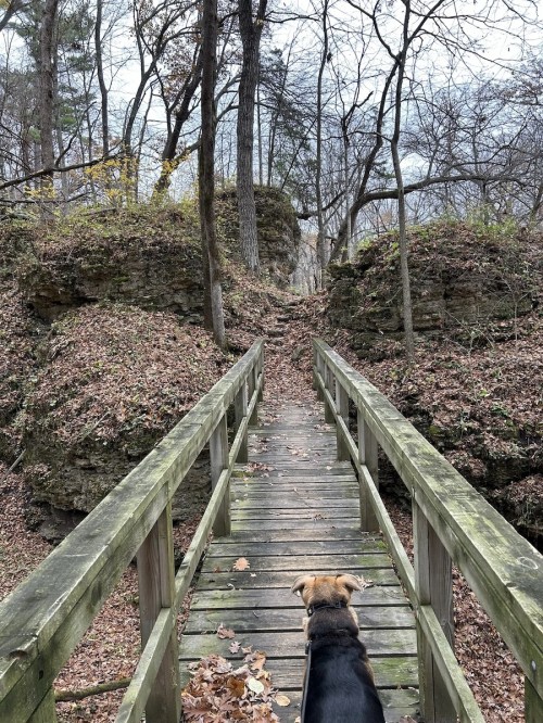 A dog stands on a wooden bridge, looking towards a forested path surrounded by rocky formations and fallen leaves.