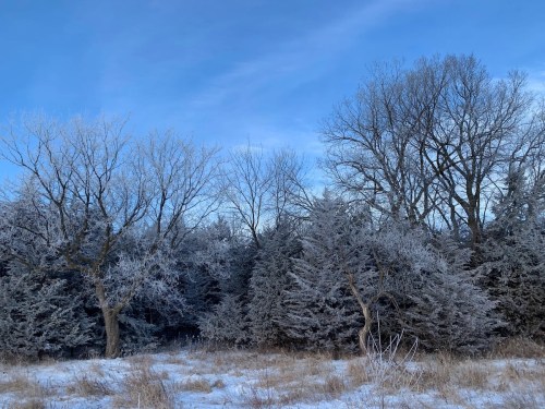 Frost-covered trees in a winter landscape under a clear blue sky.