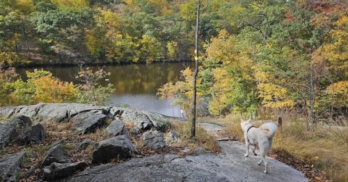 A dog walks along a rocky path by a calm lake surrounded by vibrant autumn foliage.