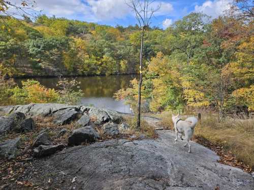 A dog walks along a rocky path by a calm lake, surrounded by vibrant autumn foliage and a clear blue sky.