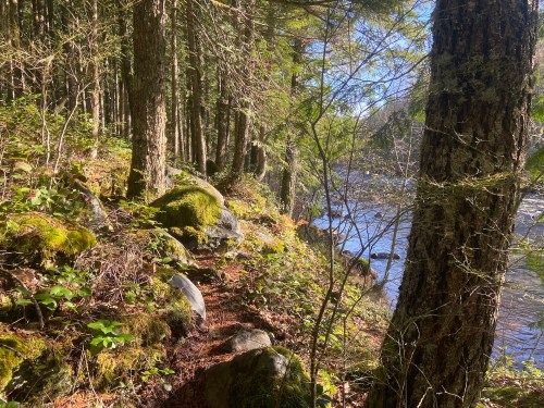 A serene forest path lined with mossy rocks, leading to a calm river surrounded by trees.