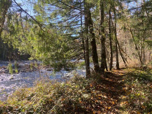 A serene riverside scene with tall trees, a winding path, and sunlight filtering through the leaves.