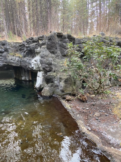 A rocky area by a clear water pool, surrounded by trees, with two small animals near the water's edge.
