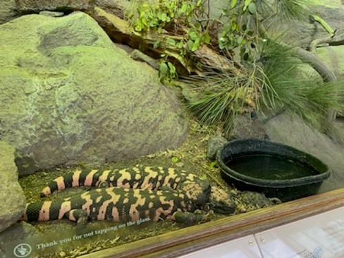 A large, patterned lizard resting on rocks near a small water dish in a naturalistic exhibit.