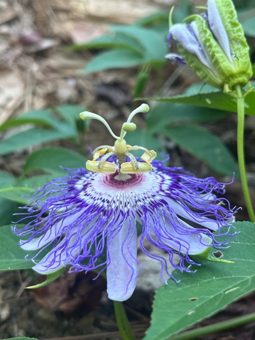Close-up of a vibrant purple passionflower with intricate petals and a unique central structure, surrounded by green leaves.