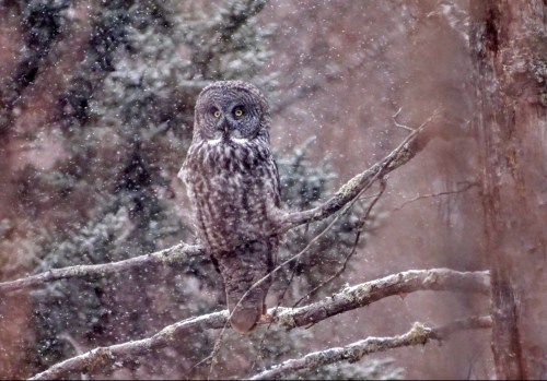A great gray owl perched on a snowy branch, surrounded by blurred trees in a wintery landscape.