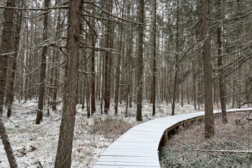 A winding wooden path through a snowy forest, surrounded by tall trees and a serene winter landscape.