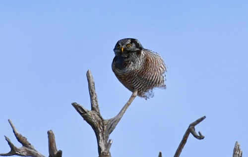 A striped owl perched on a bare branch against a clear blue sky.