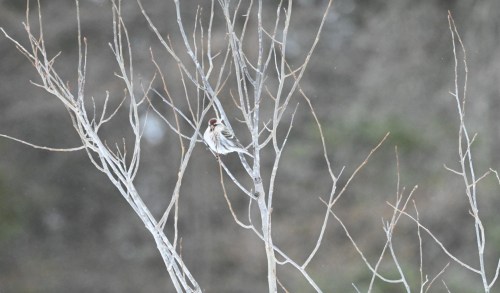 A small bird perched on bare branches against a blurred, muted background.