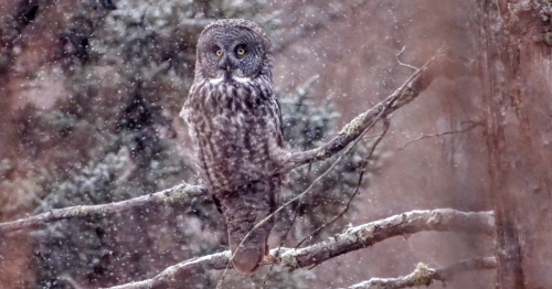 A great gray owl perched on a branch amidst falling snow in a forest setting.