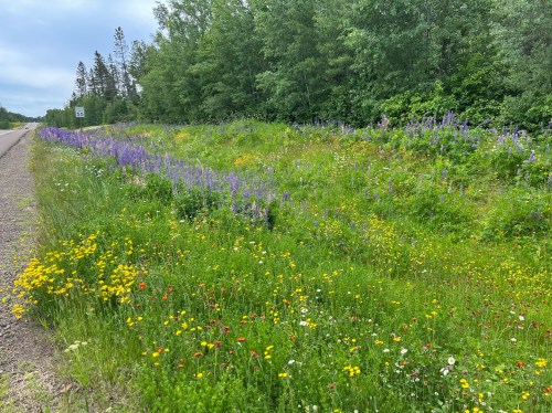 A vibrant roadside scene featuring a variety of wildflowers in purple, yellow, and red, surrounded by greenery.