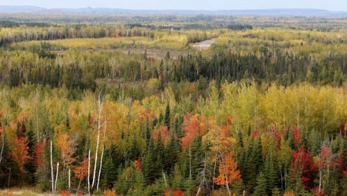 A panoramic view of a forest with vibrant autumn foliage, featuring green, yellow, and red trees under a clear sky.