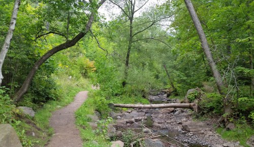 A serene forest path alongside a small creek, surrounded by lush green trees and rocks.