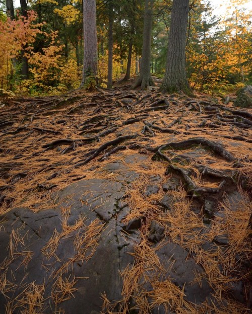 A forest scene with tree roots over rocky ground, surrounded by autumn foliage and fallen pine needles.