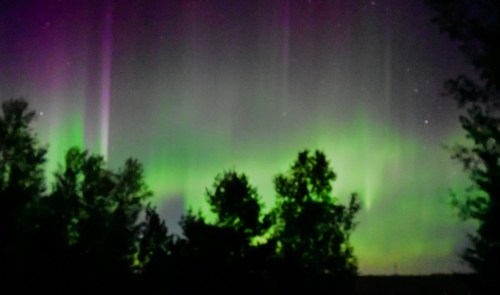 A vibrant display of the northern lights with green and purple hues illuminating the night sky above silhouetted trees.