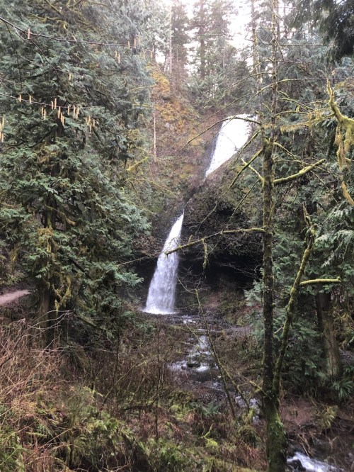 A serene waterfall cascades through lush green trees in a forested area, surrounded by moss and rocky terrain.