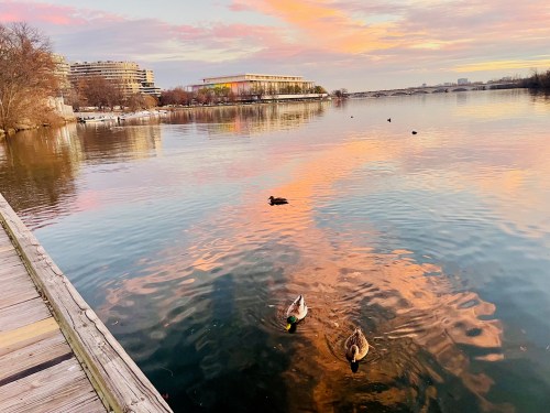 Two ducks swim in a calm river reflecting a colorful sunset, with buildings in the background and a wooden dock in the foreground.