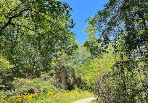 A sunny path winding through lush green trees and wildflowers under a clear blue sky.