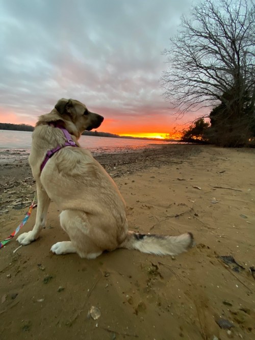 A dog sits on a sandy shore, gazing at a vibrant sunset over the water, with trees in the background.