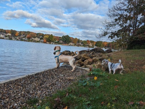 Two dogs stand by a lake, one looking out over the water while the other explores the grassy shore. Colorful trees in the background.