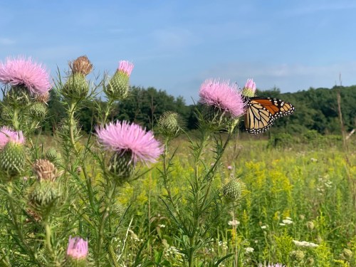 A butterfly rests on pink thistle flowers in a sunny, green field.