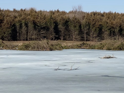 A frozen lake with scattered branches, surrounded by a forest of evergreen trees under a clear blue sky.