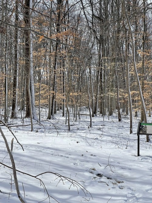 A snowy forest scene with bare trees and a few remaining leaves, featuring a signpost in the foreground.
