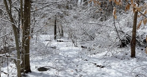 A snowy forest path surrounded by trees, with branches covered in white snow and a serene winter atmosphere.