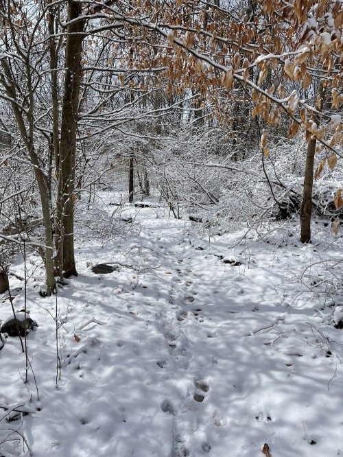 A snowy forest path lined with trees, featuring footprints in the fresh snow and some remaining autumn leaves.