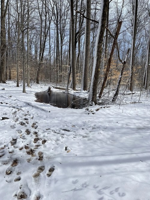 A snowy forest scene with bare trees, a small pond, and visible animal tracks in the snow.