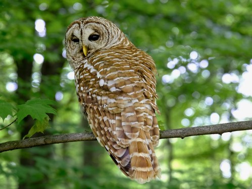A barred owl perched on a branch, surrounded by lush green foliage.