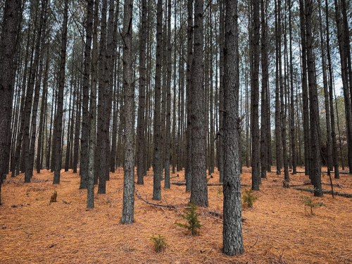 A dense forest of tall pine trees with a carpet of orange pine needles covering the ground.