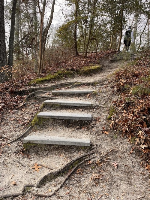 A dirt path with stone steps leads through a wooded area, surrounded by fallen leaves and tree roots.