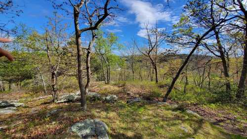 A scenic view of a forested area with trees, rocks, and a bright blue sky in the background.