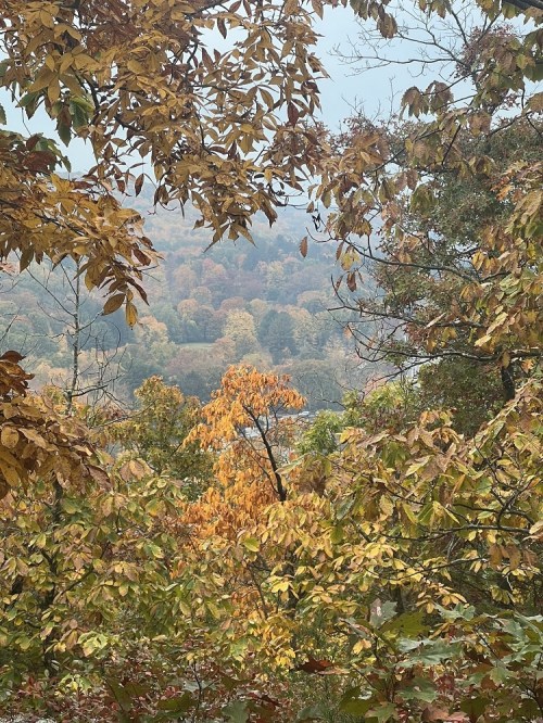 A scenic view of autumn foliage, with vibrant yellow and orange leaves framing a distant landscape of trees.