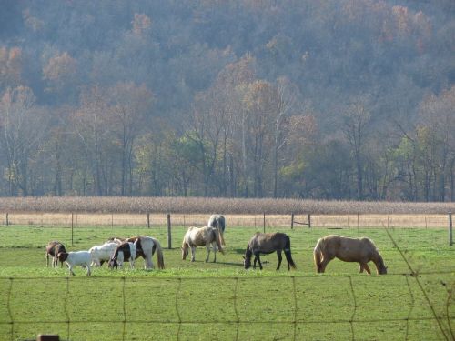 A group of horses and goats grazing in a green field with trees and hills in the background.