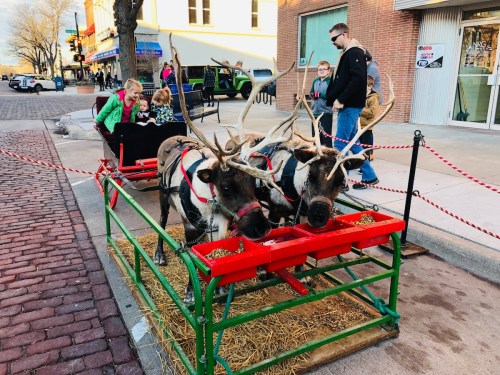 Two reindeer in a festive sleigh setup, surrounded by people and holiday decorations on a city street.
