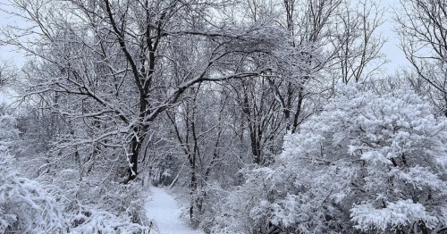 A serene winter scene with snow-covered trees lining a path, creating a tranquil, white landscape.
