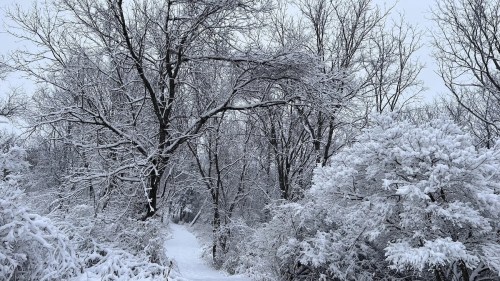 A snowy path winds through a forest of bare trees and frosted bushes, creating a serene winter landscape.
