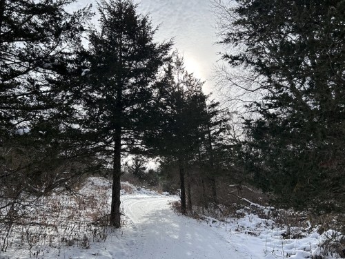 A snowy path winding through tall evergreen trees under a cloudy sky.