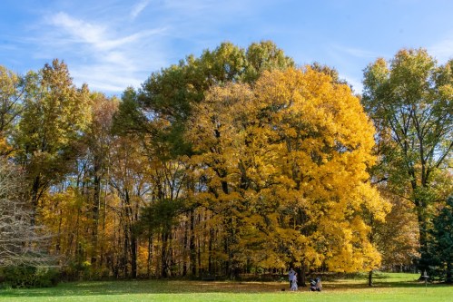 A vibrant yellow tree stands among autumn foliage, with people sitting on the grass beneath a clear blue sky.