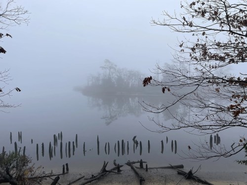 A foggy lake scene with bare trees and wooden posts reflected in the still water, creating a serene atmosphere.