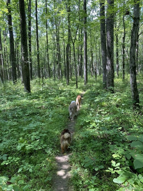 Three dogs walking along a narrow path through a lush green forest with tall trees.