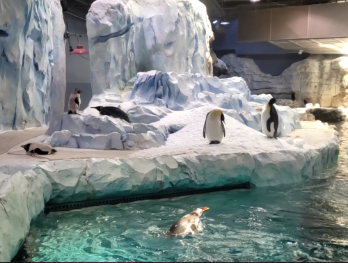 A group of penguins on rocky terrain near water, with some swimming and others standing on ice.