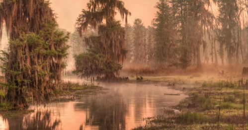 A serene misty swamp at dawn, with cypress trees and calm waters reflecting the soft orange light.