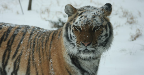 A close-up of a tiger with snow on its fur, set against a snowy landscape.